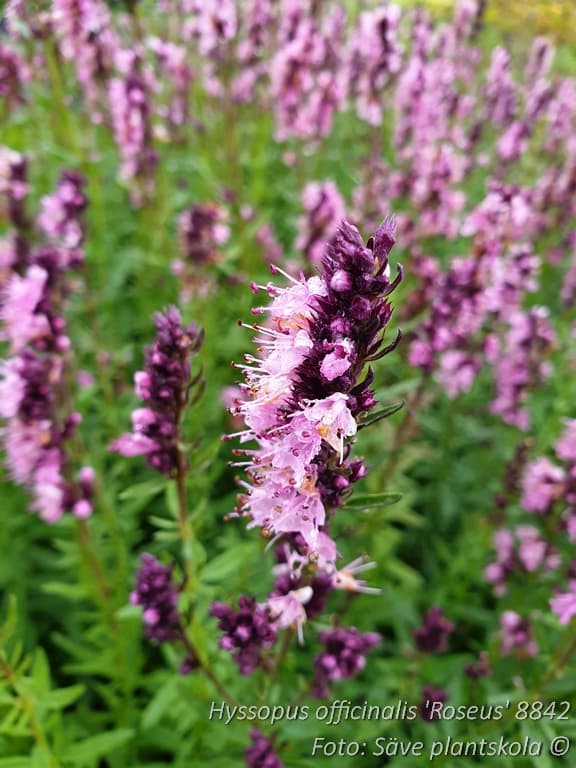 Hyssopus officinalis  'Roseus'