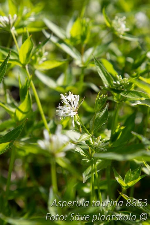 Asperula taurina
