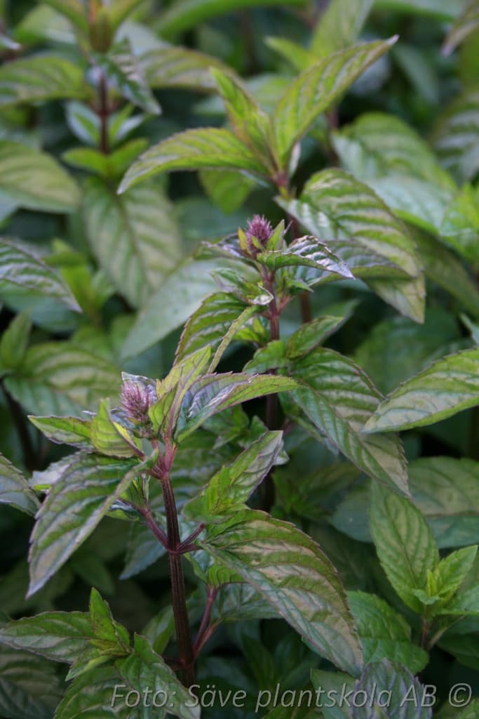 Mentha piperita 'Chocolate'