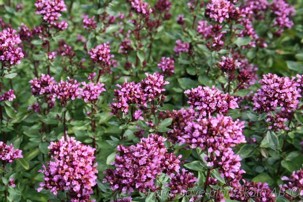 Origanum laevigatum  'Herrenhausen'
