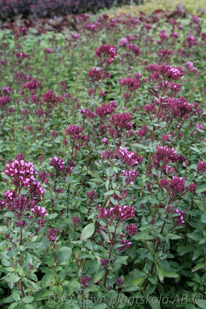 Origanum laevigatum  'Rosenkuppel'