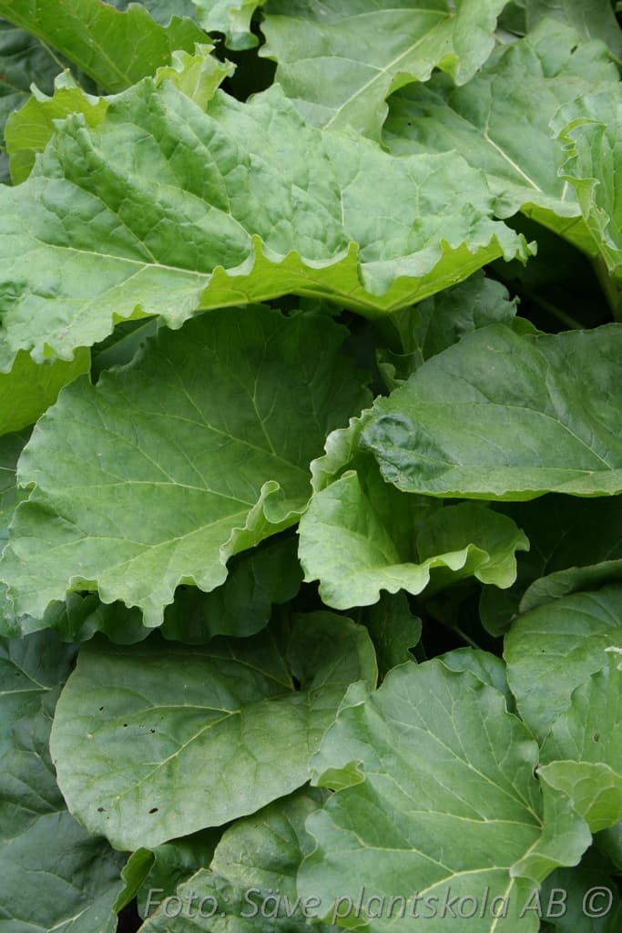 Rheum rhabarbarum  'Viktoria'