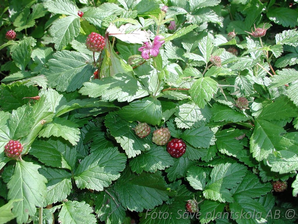 Rubus stellarticus  'Linda'