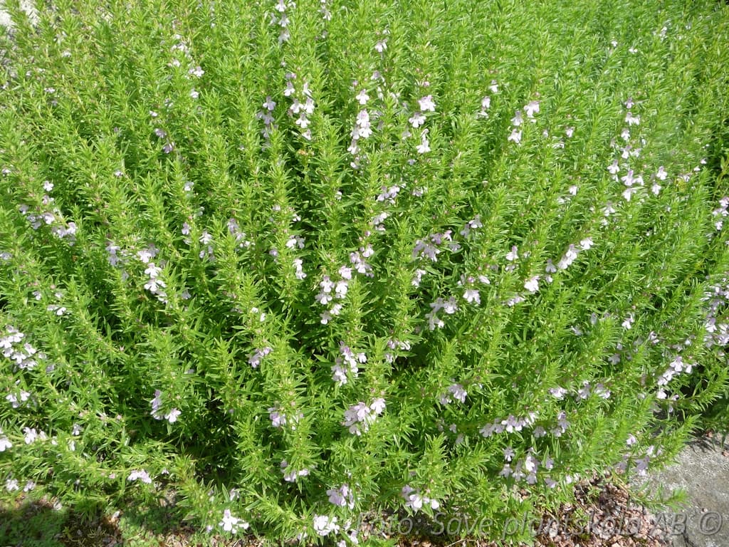 Satureja montana