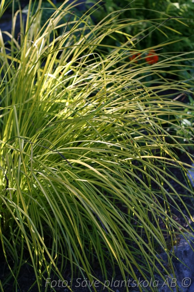 Carex elata 'Aurea'