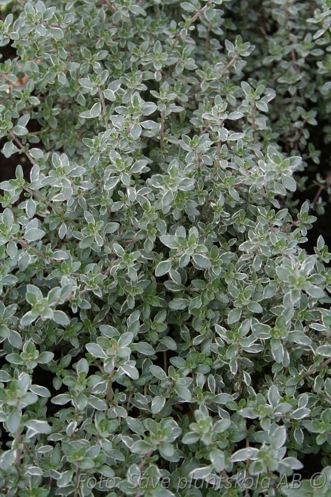 Thymus vulgaris  'Silver Posie'