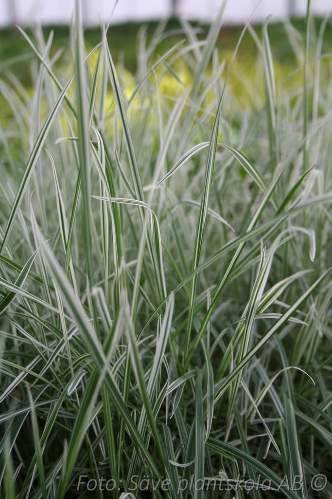 Arrhenatherum elatius bulbosum  'Variegatum'