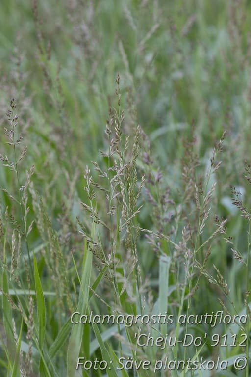 Calamagrostis acutiflora  'Cheju-Do'