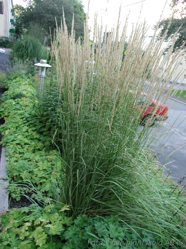Calamagrostis acutiflora  'Karl Foerster'