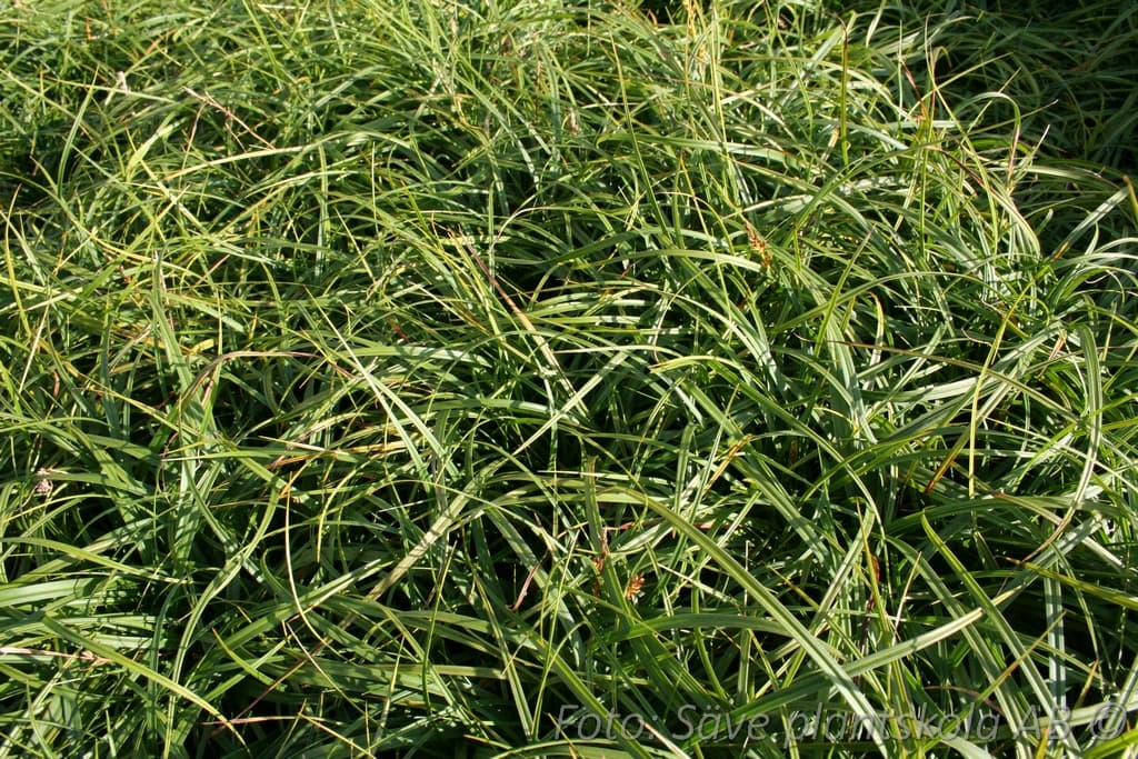 Carex caryophyllea  'The Beatles'