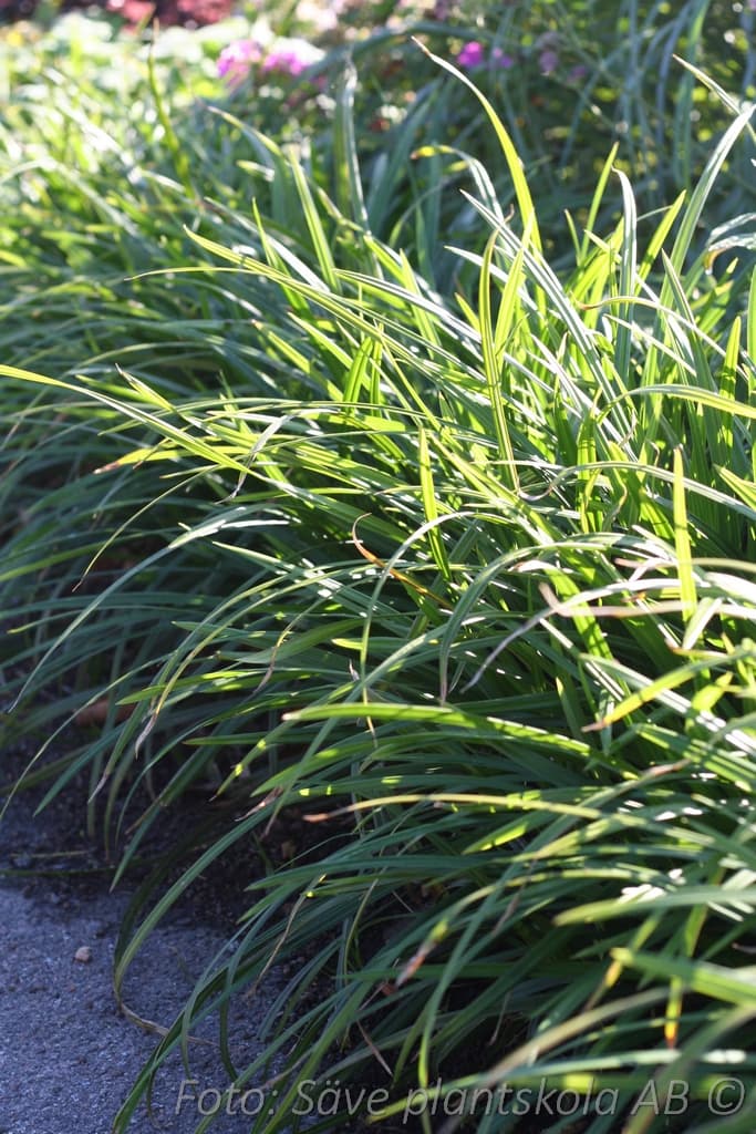 Carex morrowii  'Irish Green'
