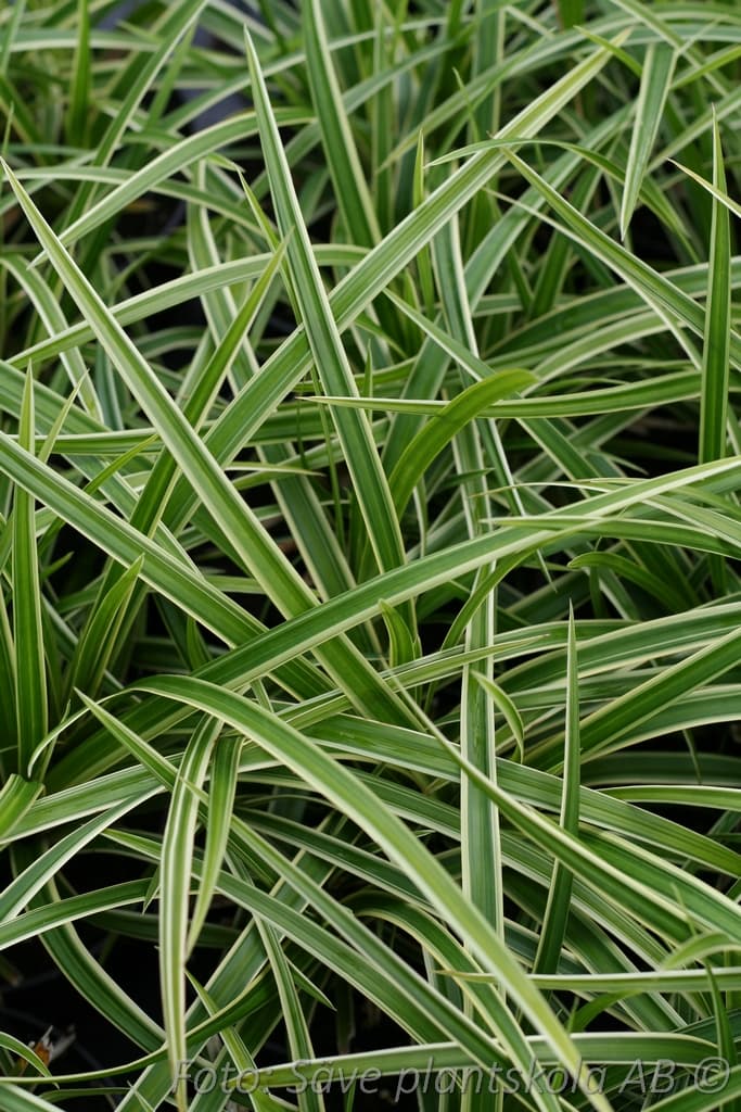 Carex morrowii  'Ice Dance'