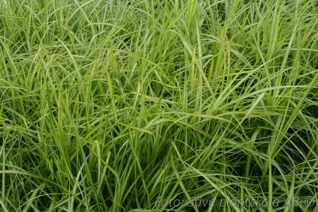 Carex muskingumensis 'Silberstreif'