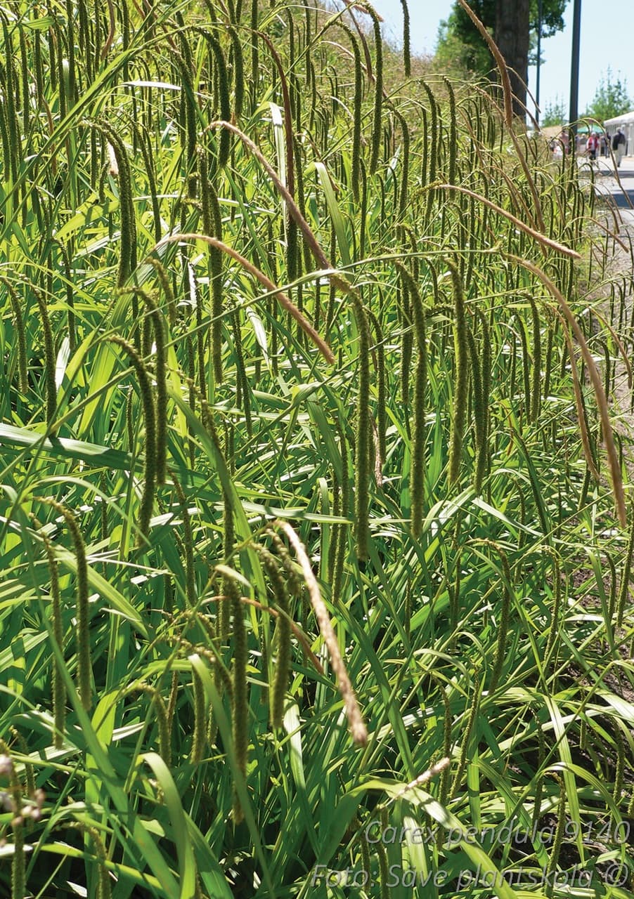Carex pendula