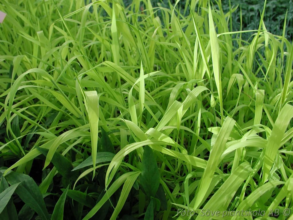 Milium effusum 'Aureum'