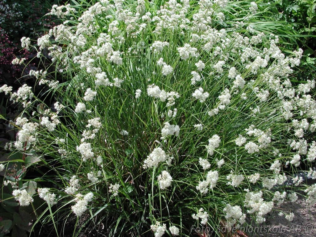 Luzula nivea