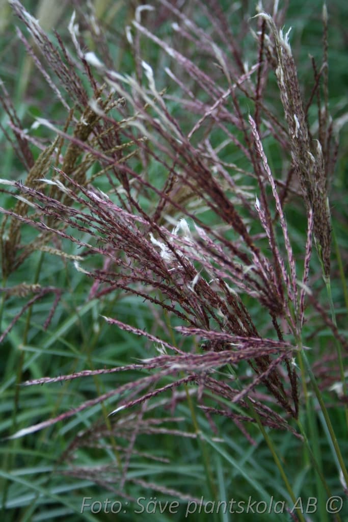 Miscanthus  'Kleine Fontäne' 2 L