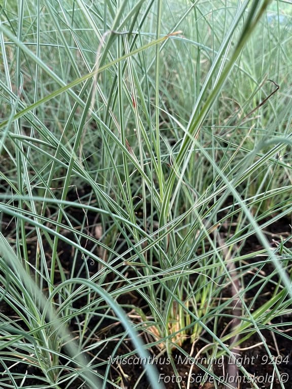 Miscanthus  'Morning Light'  2 L