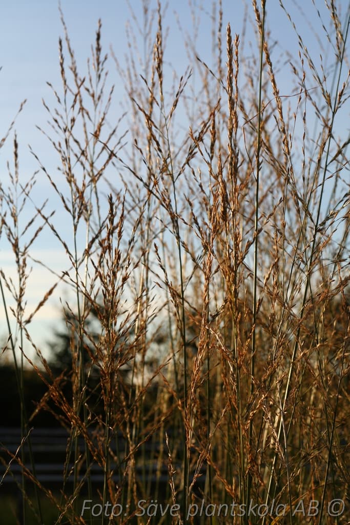Molinia arundinacea  'Windspiel'