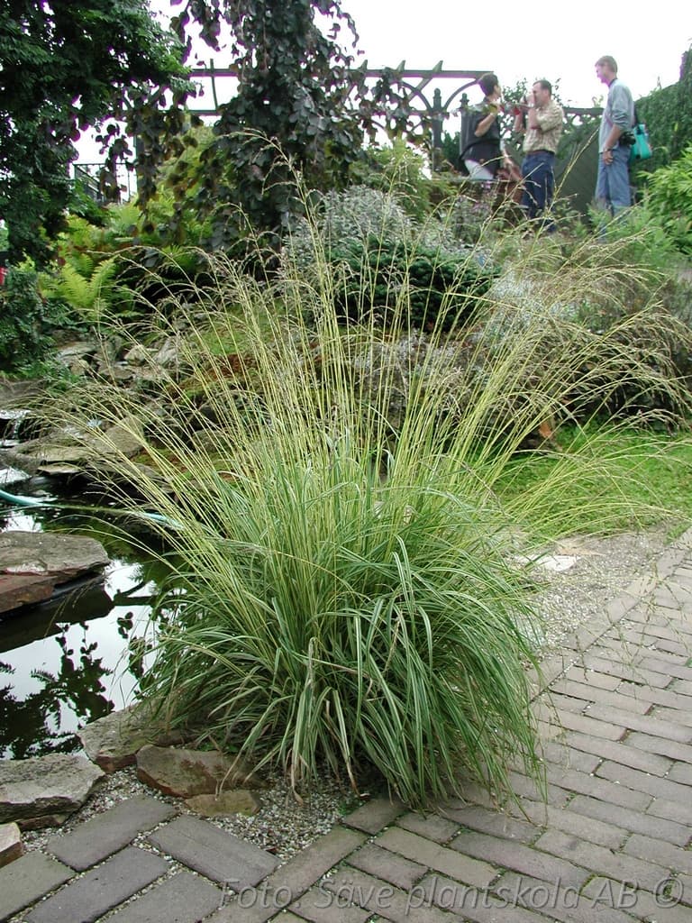 Molinia caerulea 'Variegata'