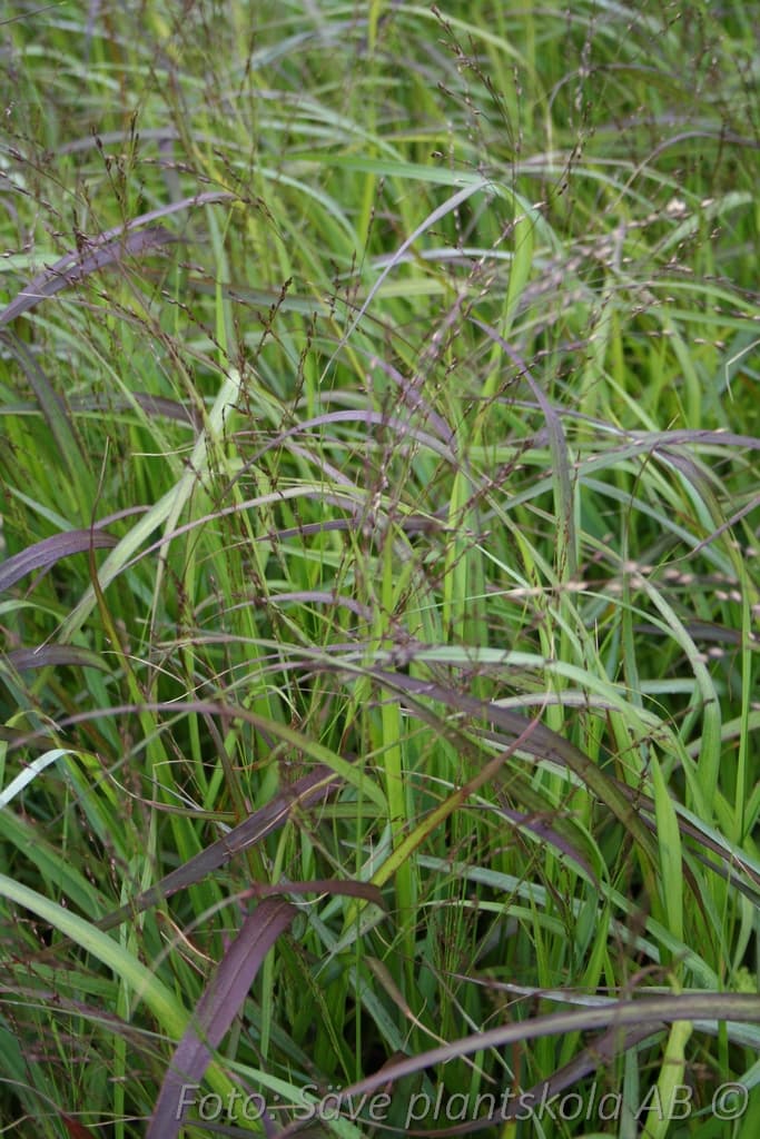 Panicum virgatum 'Rotstrahlbusch'