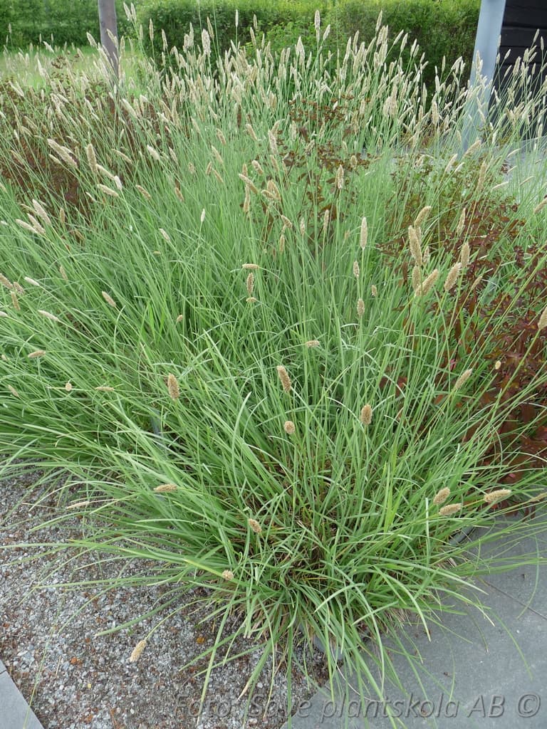 Sesleria nitida