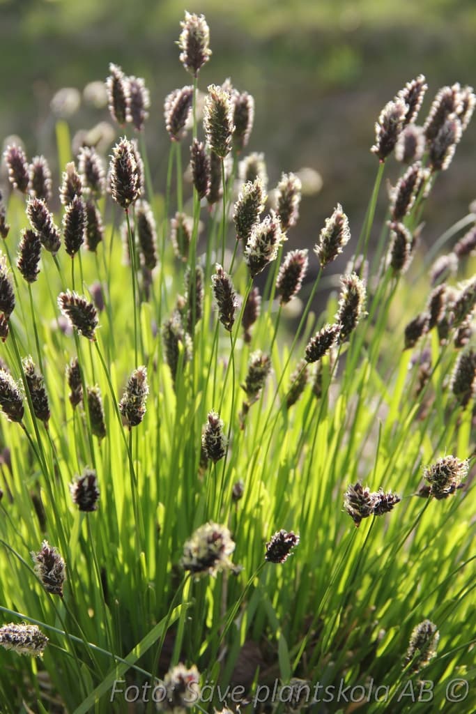 Sesleria heufleriana