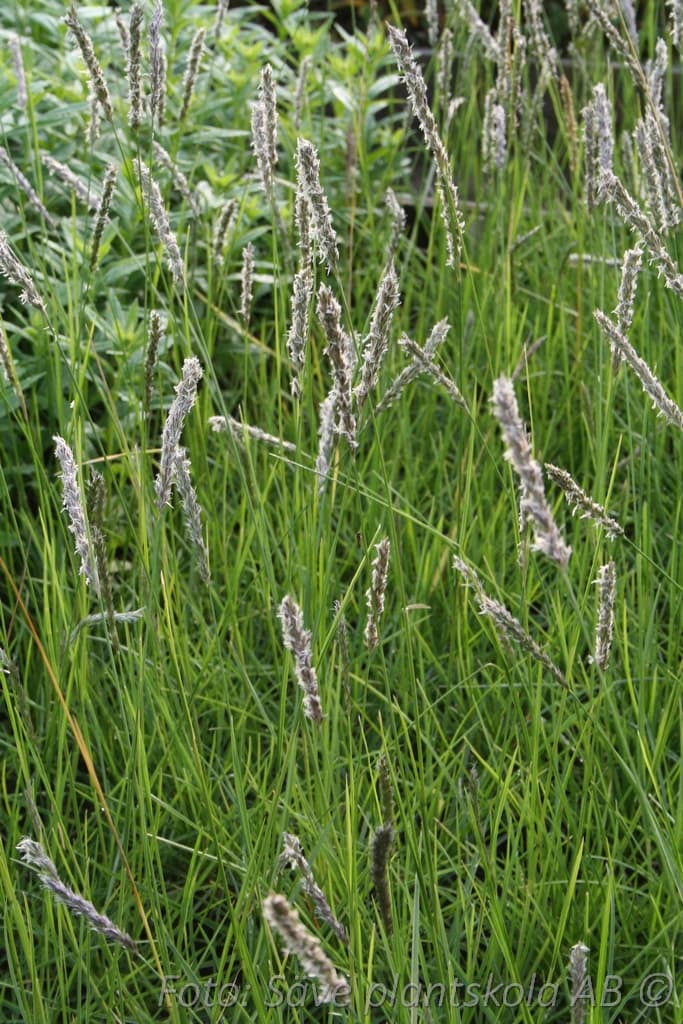 Sesleria autumnalis