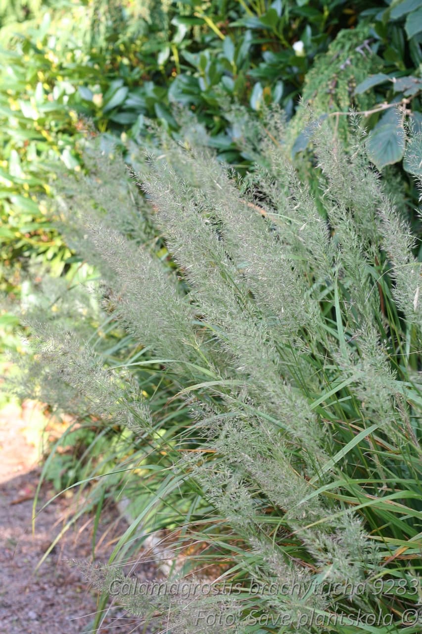 Calamagrostis brachytricha