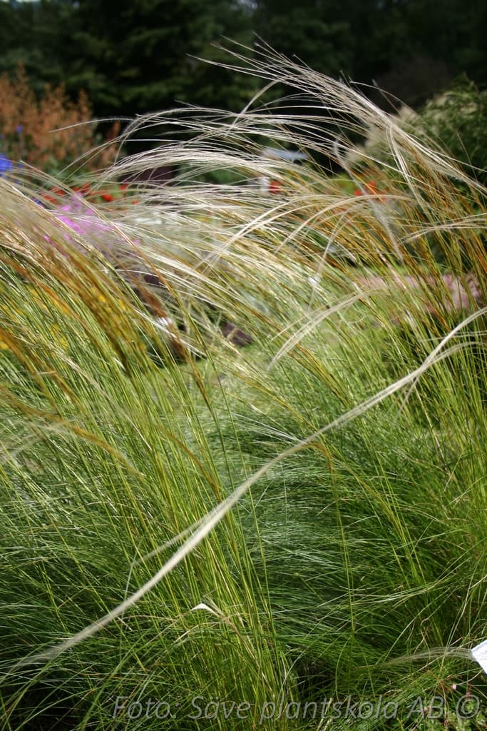 Stipa pennata