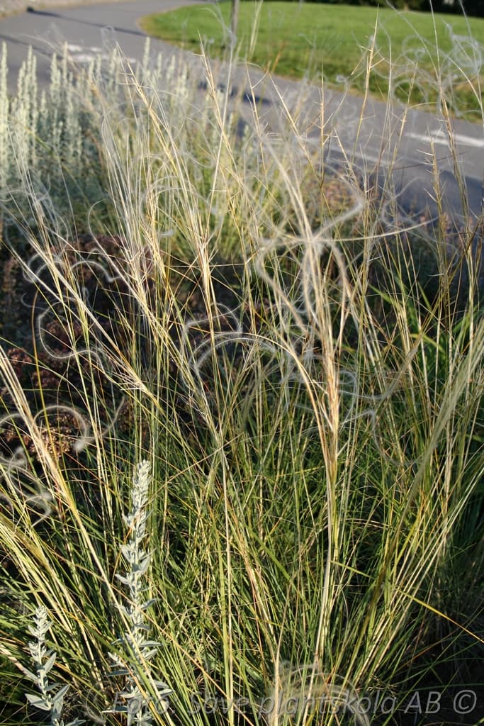 Stipa pulcherrima