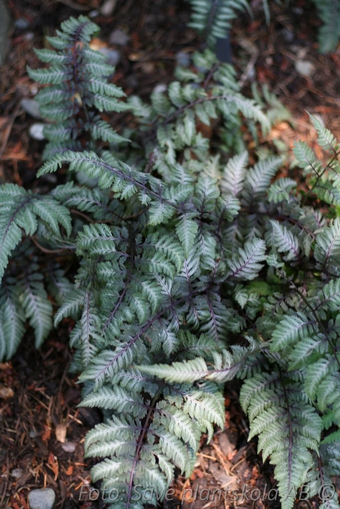 Athyrium niponicum 'Pictum'