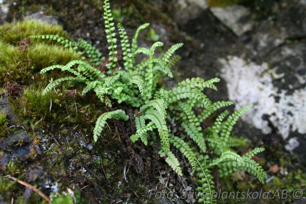 Asplenium trichomanes
