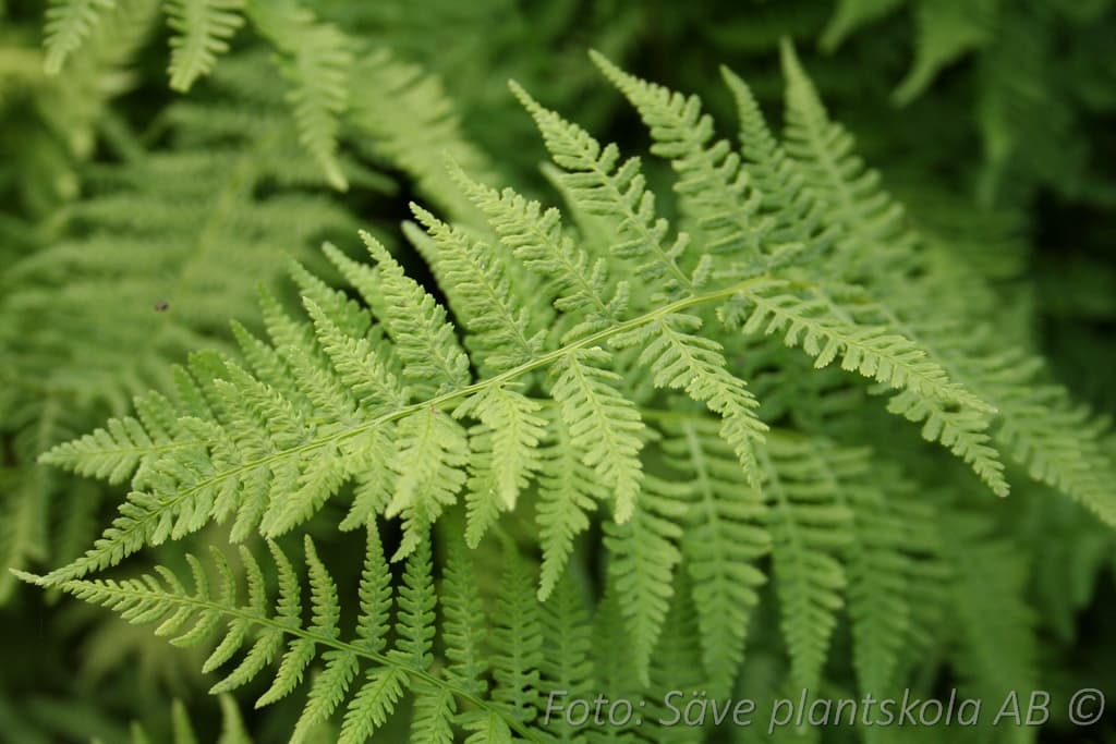 Athyrium filix-femina 'Lady in Red'