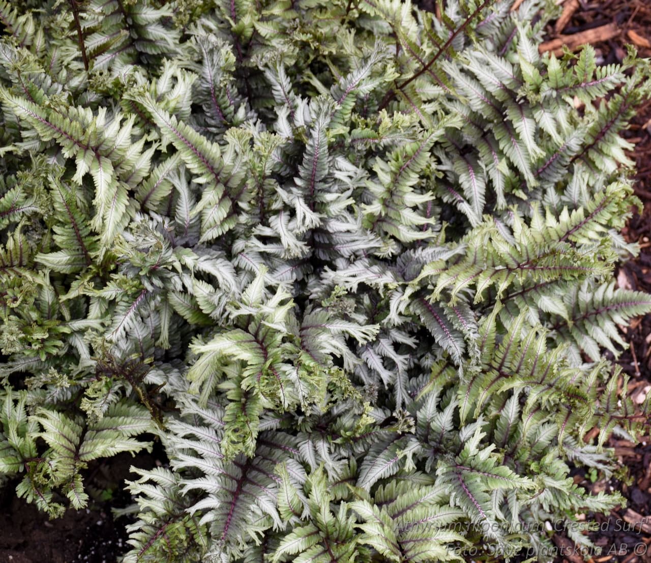 Athyrium niponicum 'Crested Surf'