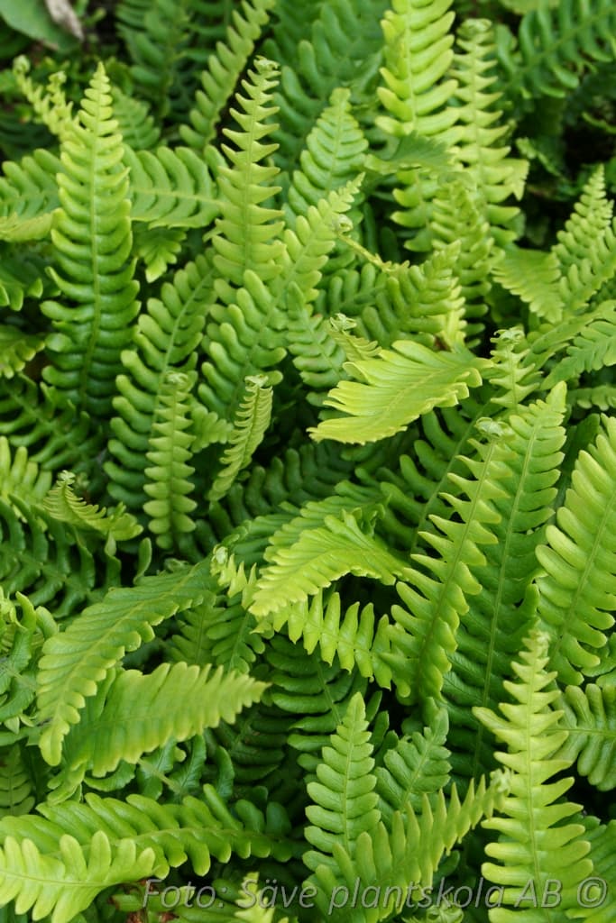 Blechnum spicant
