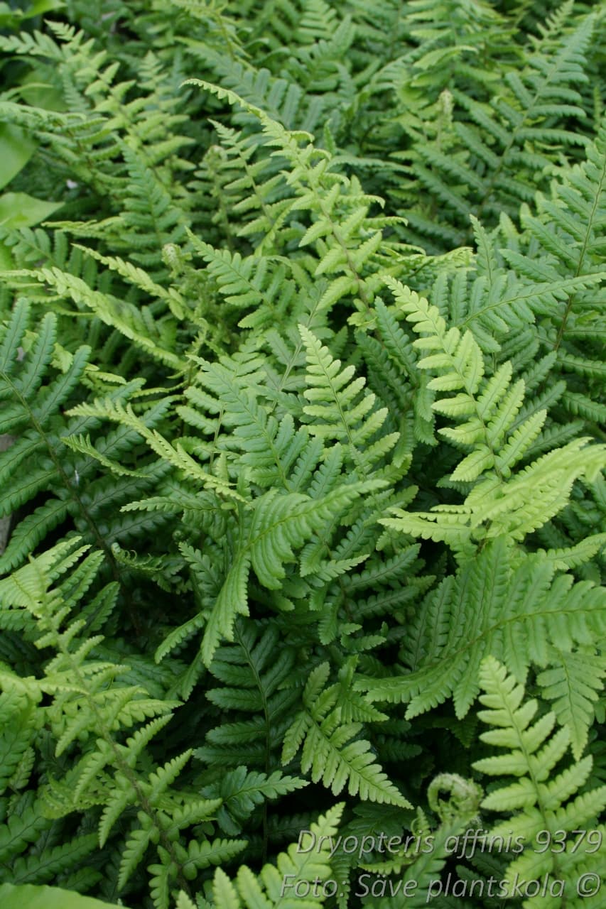 Dryopteris affinis