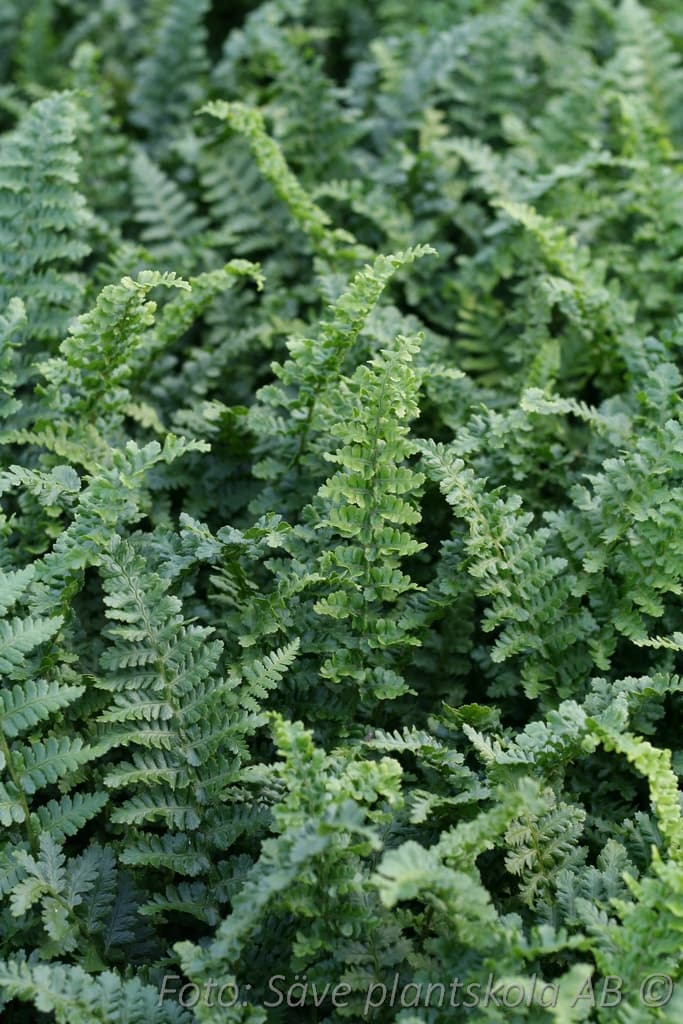 Dryopteris affinis 'Angustata Crispata'