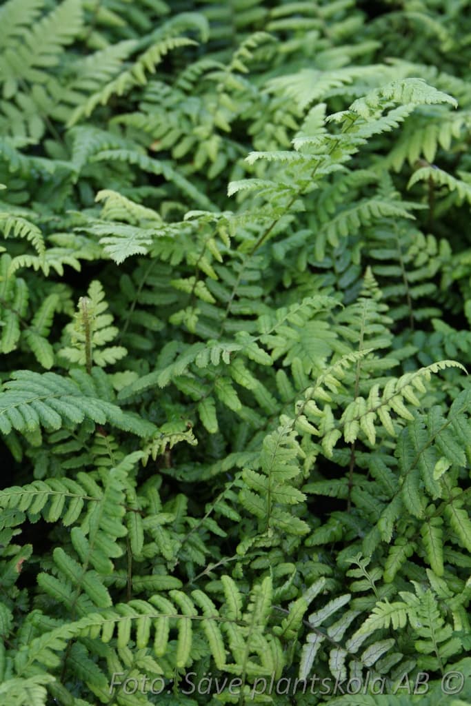 Dryopteris wallichiana