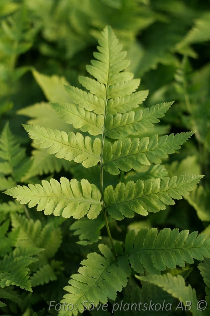 Dryopteris goldiana