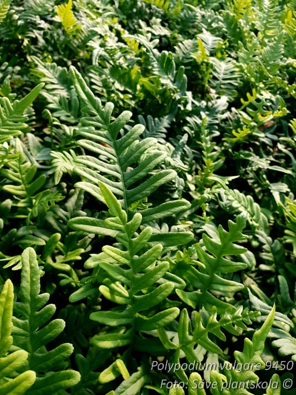 Polypodium vulgare