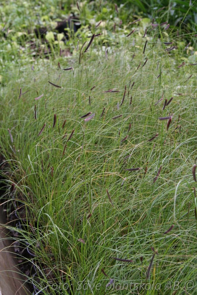 Bouteloua gracilis