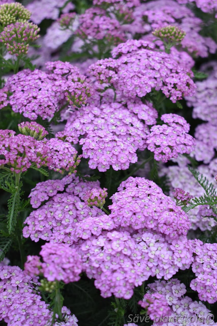 Achillea millefolium  'Lilac Beauty'