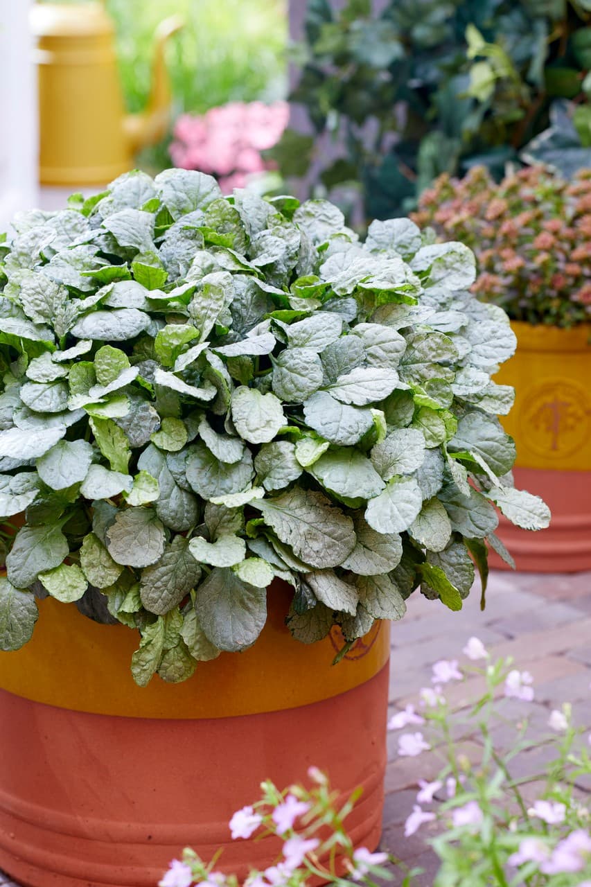Ajuga reptans  'Princess Elsa'