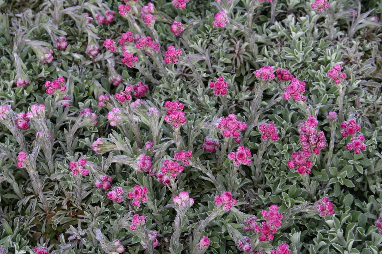 Antennaria dioica  'Alex Duguid'