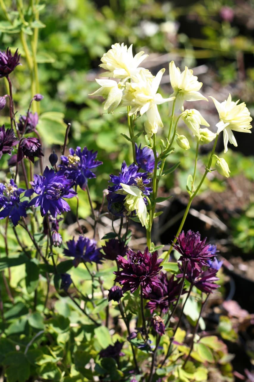 Aquilegia vulgaris  'Clementine Mix'