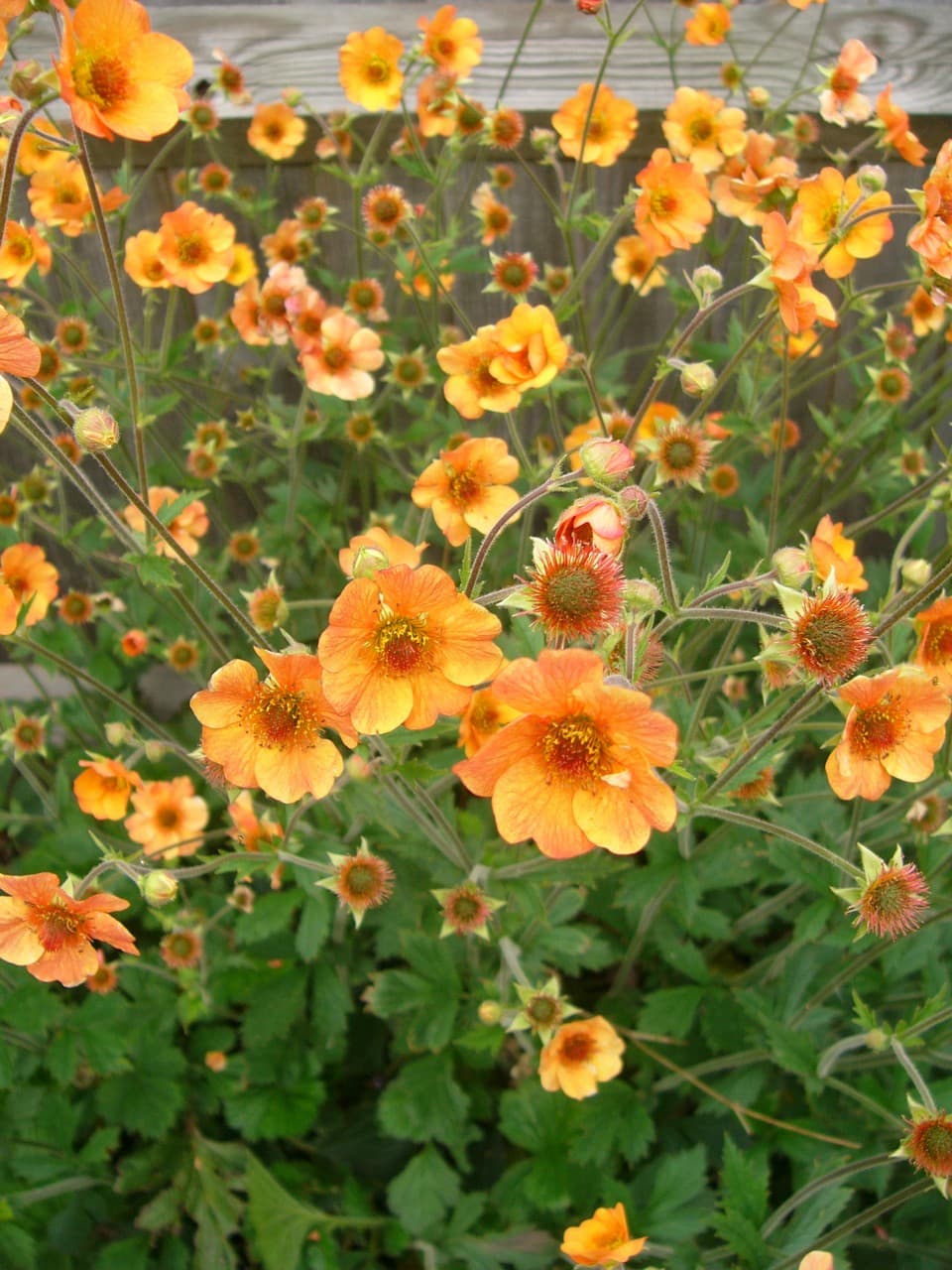Geum  'Totally Tangerine' (PBR)