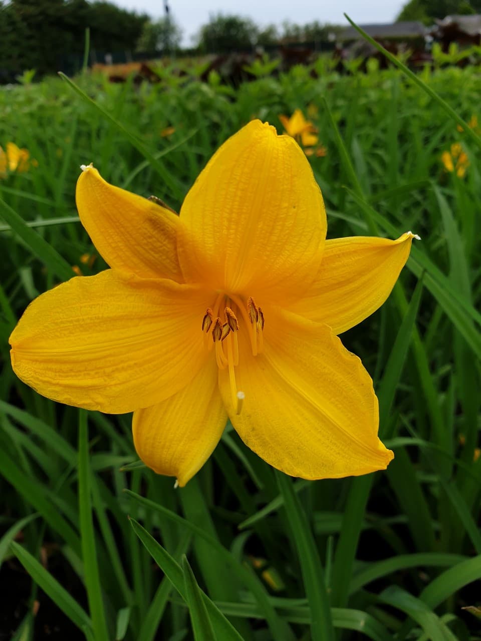 Hemerocallis middendorffii