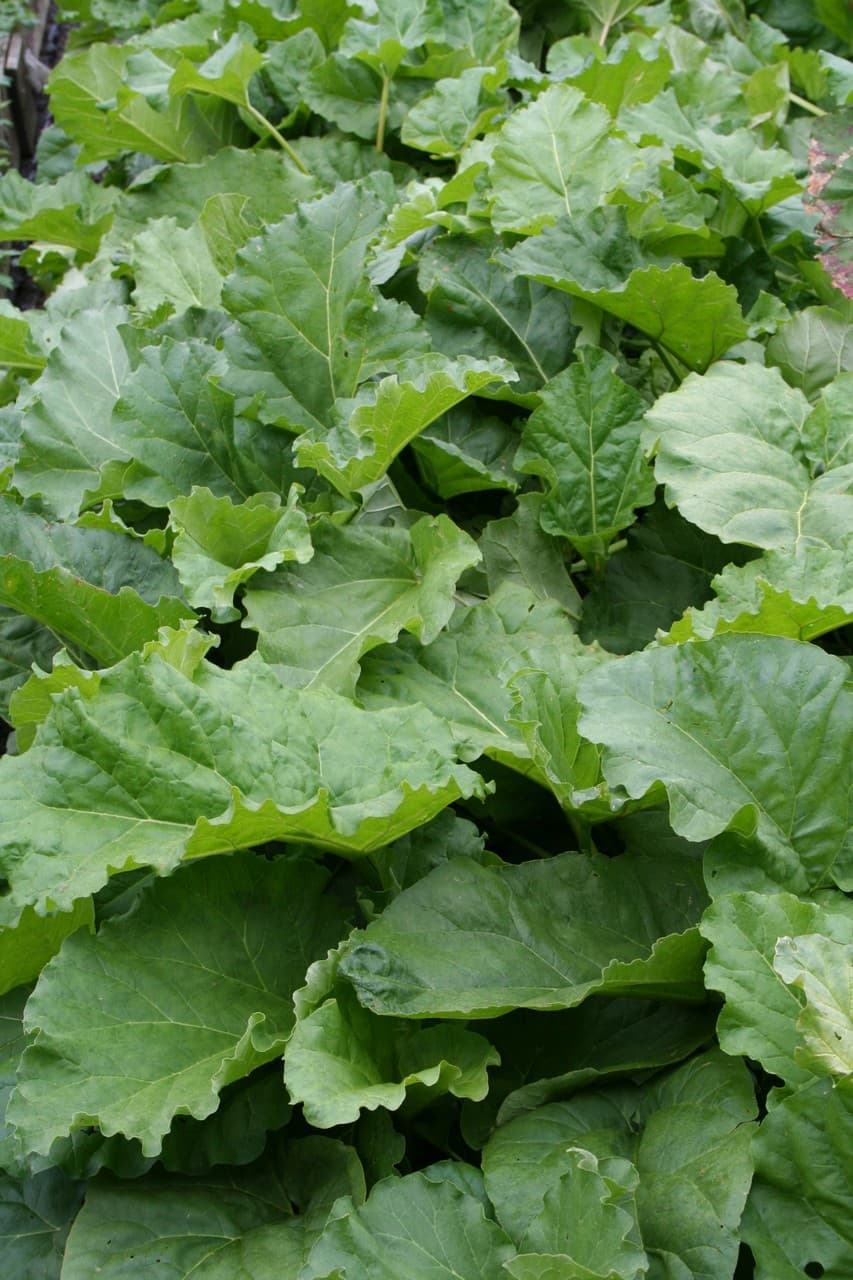 Rheum rhabarbarum  'Canada Red'