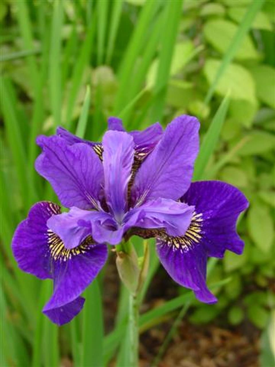 Iris sibirica  'Ruffled Velvet'